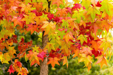 50 AMERICAN SWEETGUM Liquidambar Styraciflua Storax Alligator Sweet Gum Tree Seeds - Great Fall Color! Red Yellow Orange Purple